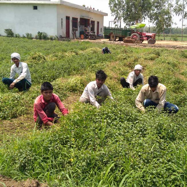 workers collecting mint plants